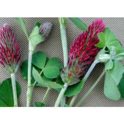 Crimson Clover Seed - Image 3