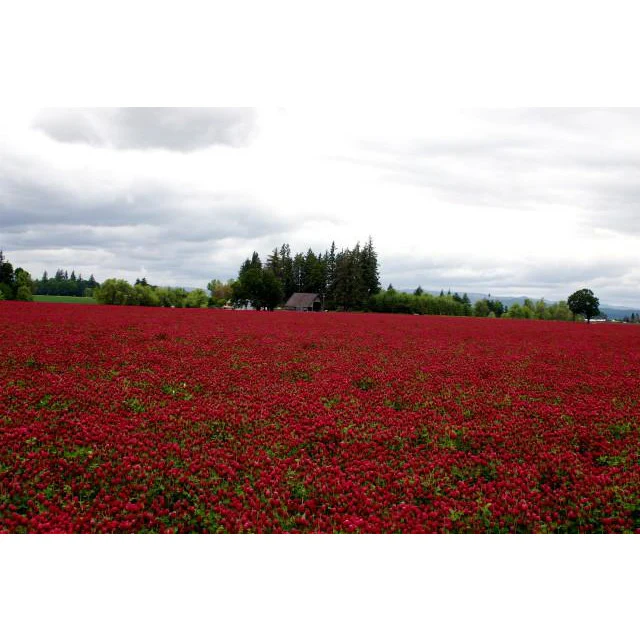 Crimson Clover Seed - Image 4