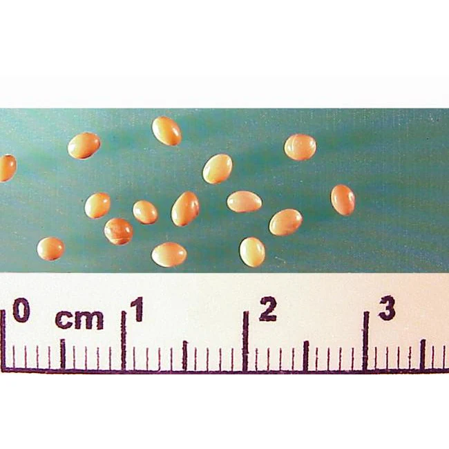 Crimson Clover Seed - Image 5