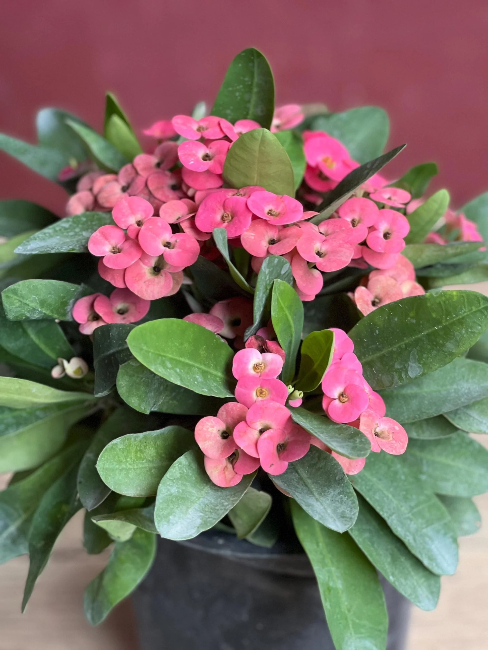 Crown Of Thorns Plant - 2.5 Quart