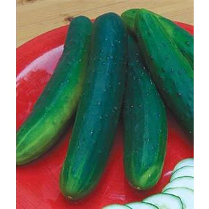 Cucumber Garden Sweet Burpless Seed Hybrid - 1 Packet