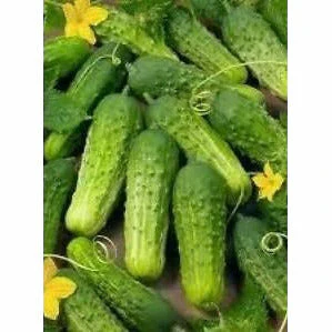 Cucumber Wisconsin SMR 58 Seed Heirloom - 1 Packet