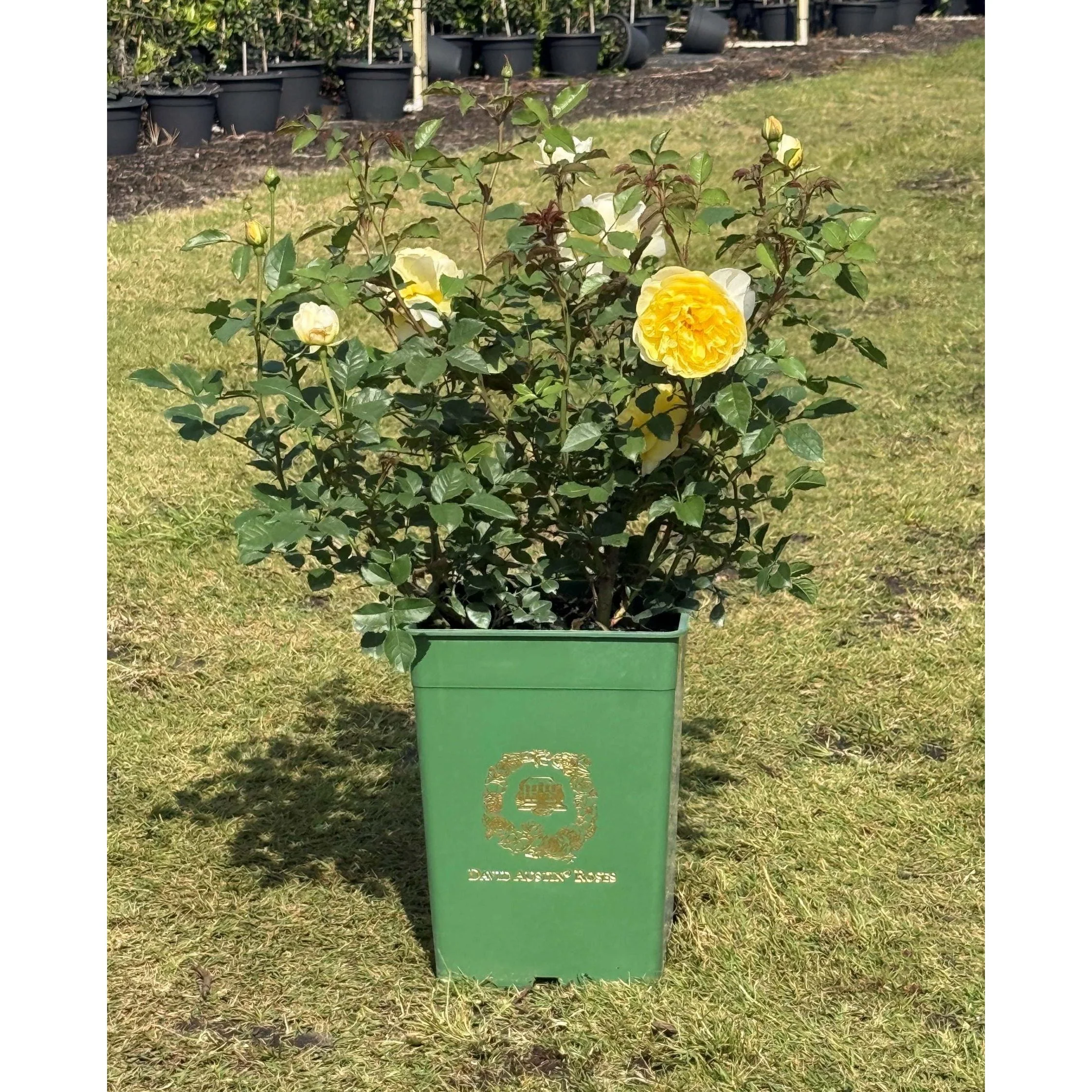 David Austin Rose - 3 Gallon