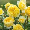 David Austin Rose - 3 Gallon - Image 2
