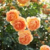 David Austin Rose - 3 Gallon - Image 3