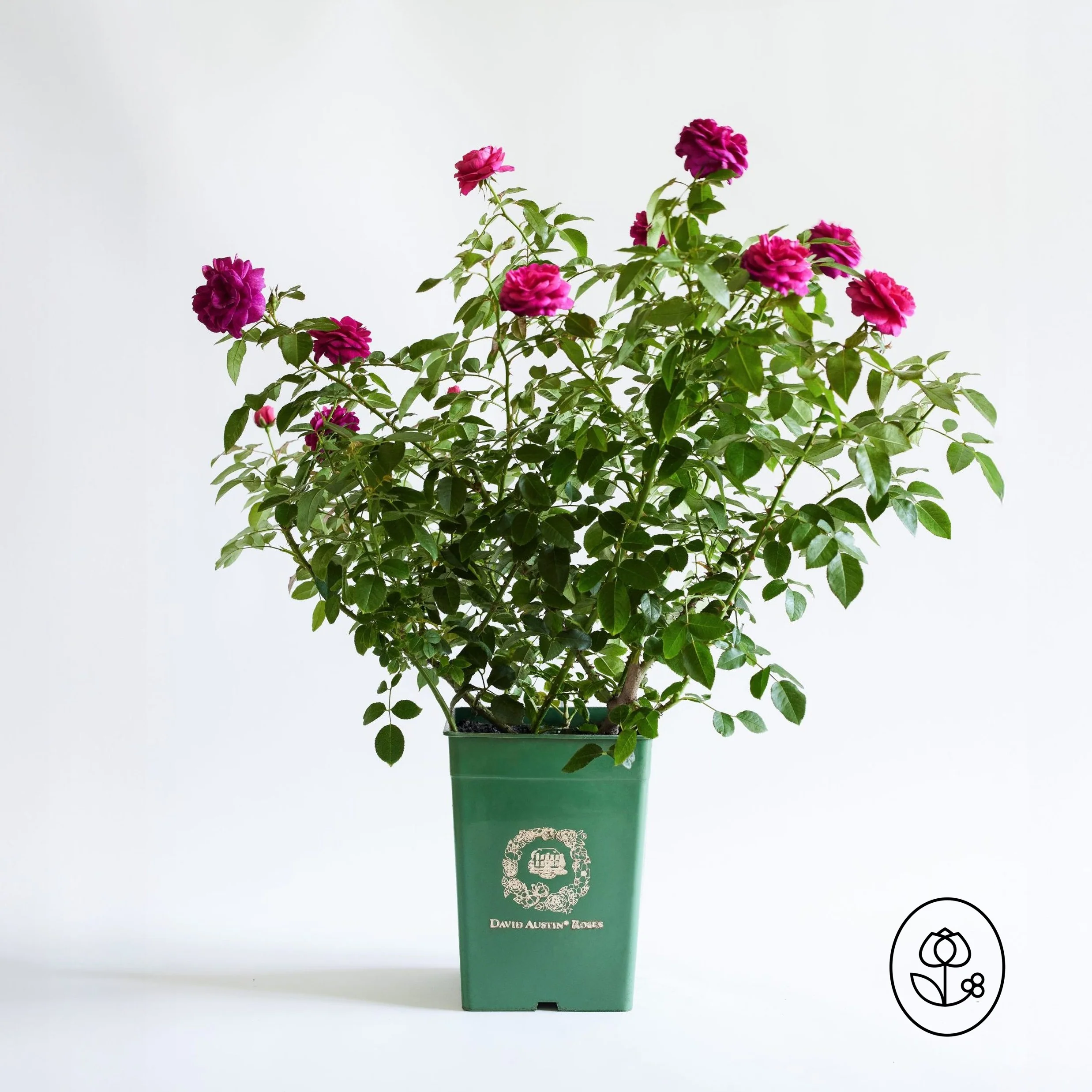 David Austin Rose - 3 Gallon - Image 4