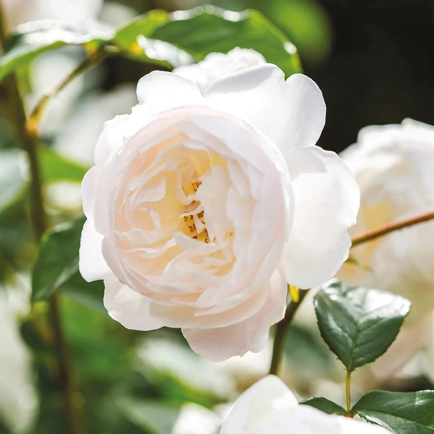 David Austin Rose - 3 Gallon - Image 5