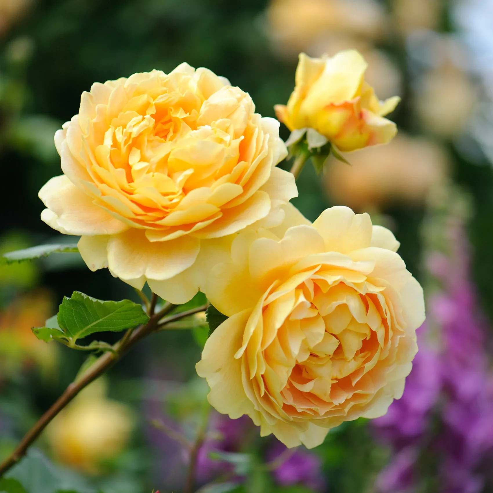 David Austin Rose - 3 Gallon - Image 6