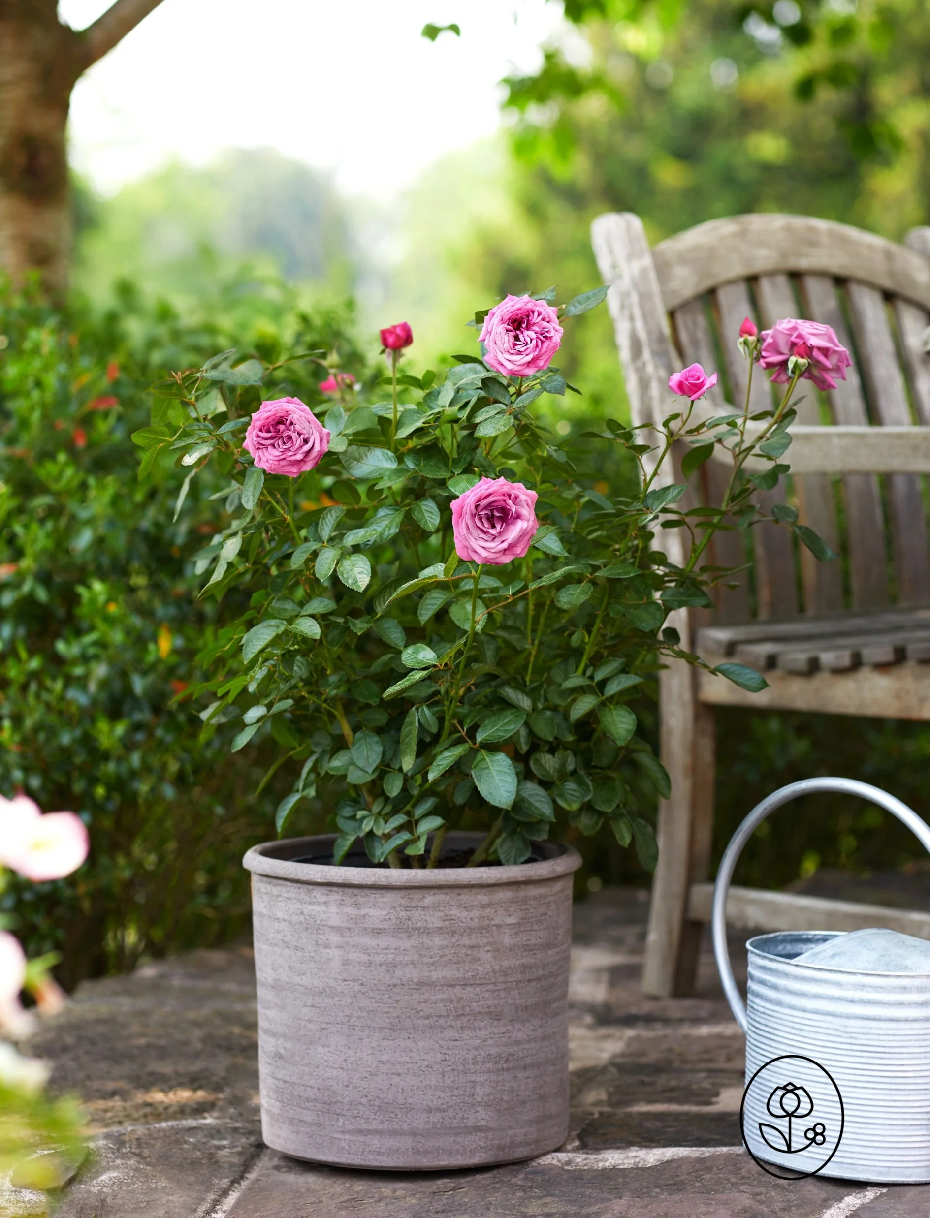 Bloomables Rose Plant - 2 Gallon - Image 2