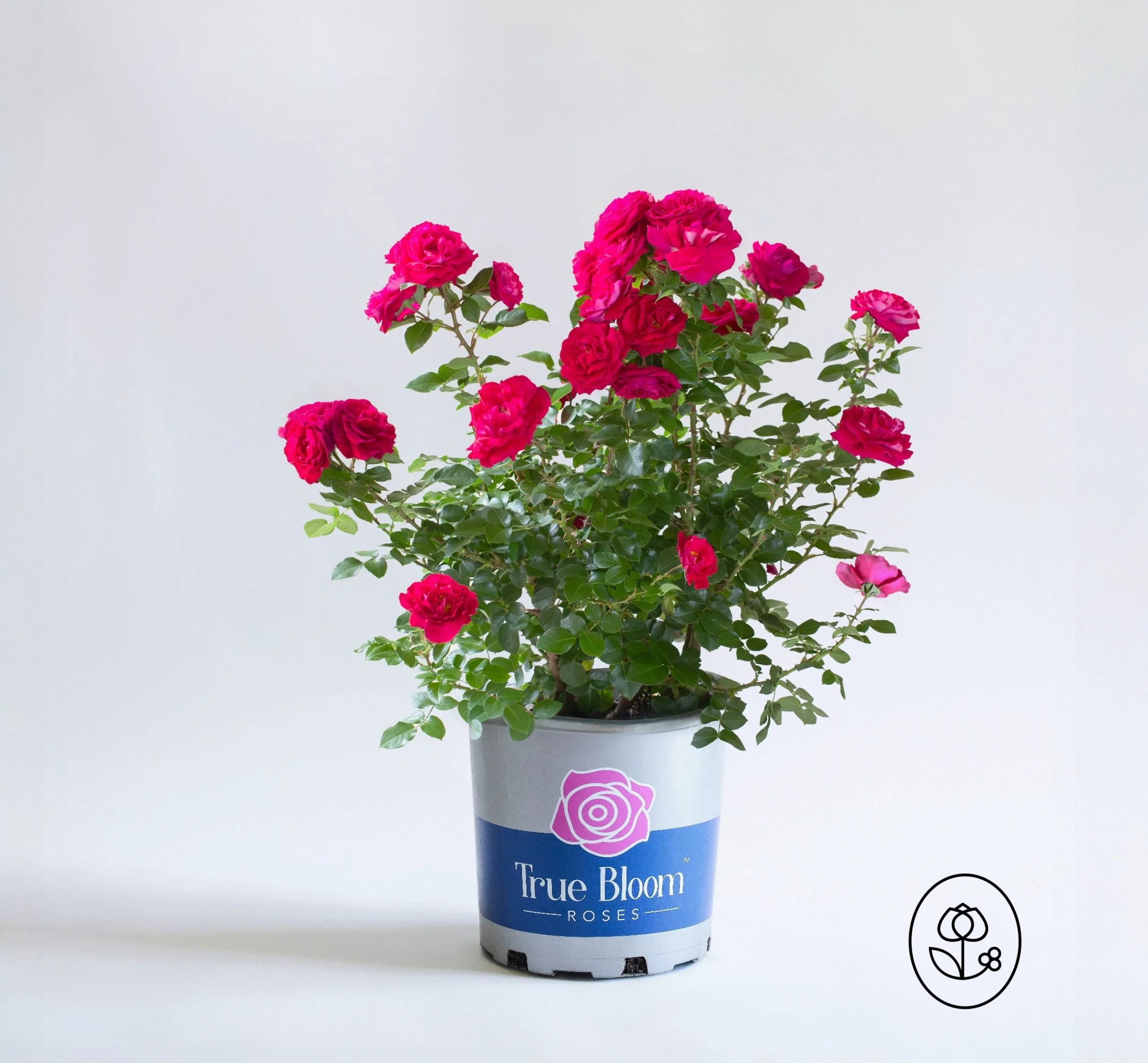 True Bloom Rose Plant - 2 Gallon