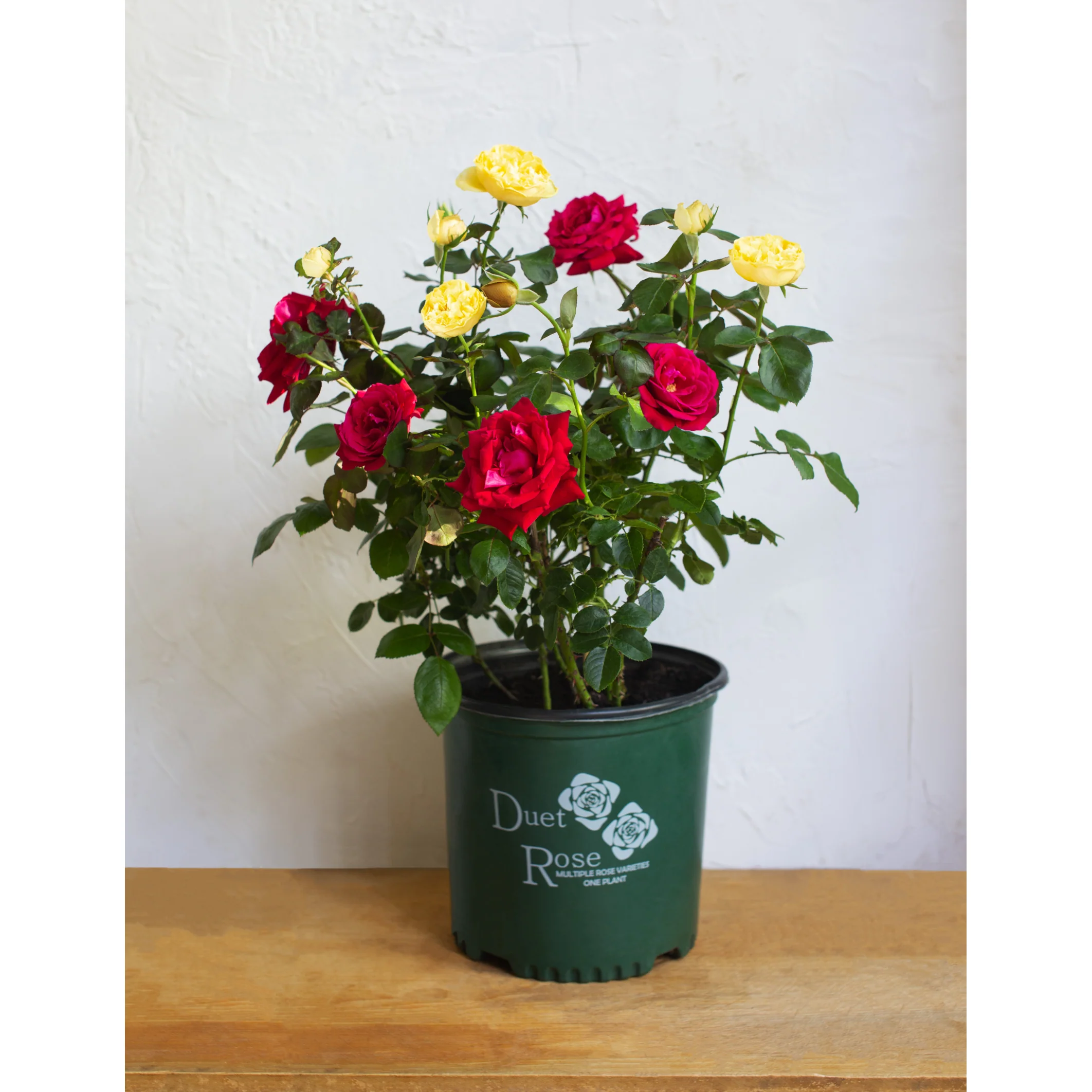 Duet Rose Plant - Multi-Graft - 2 Gallon