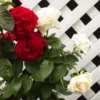 Duet Rose Plant - Multi-Graft - 2 Gallon - Image 2