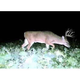 Dwarf Essex Rape Food Plot Seed - Image 3