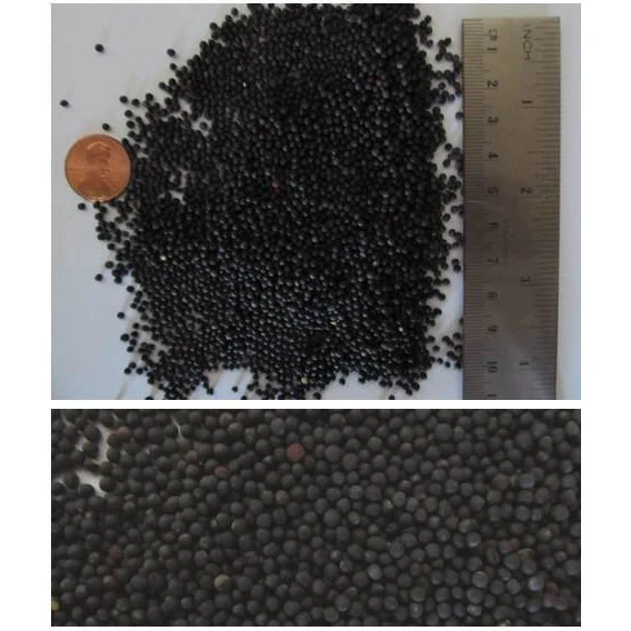 Dwarf Essex Rape Food Plot Seed - Image 4