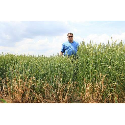 Eagle Seed Buck Monster Forage Wheat