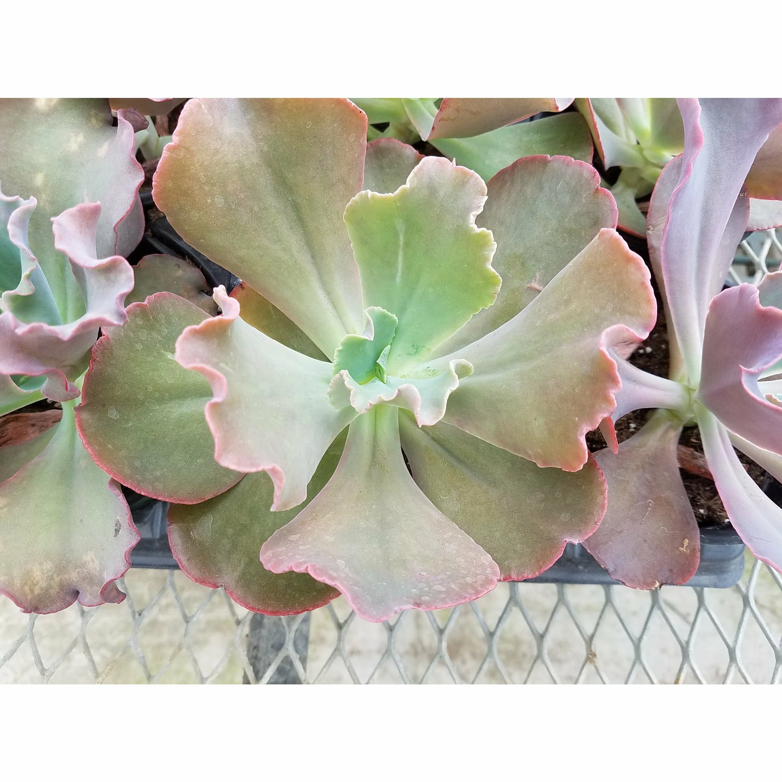 Echeveria Gibbiflora Succulent Plant - 4"