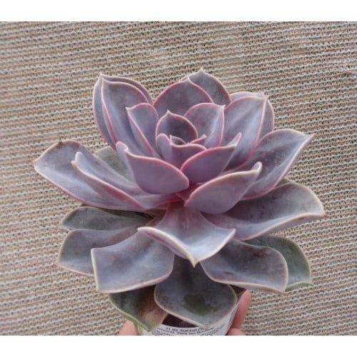 Echeveria Perle Von Nuremberge Succulent Plant - 4.5"