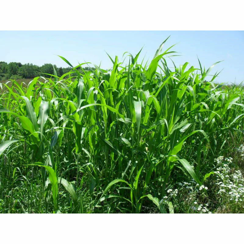 Egyptian Wheat Seed - Image 3