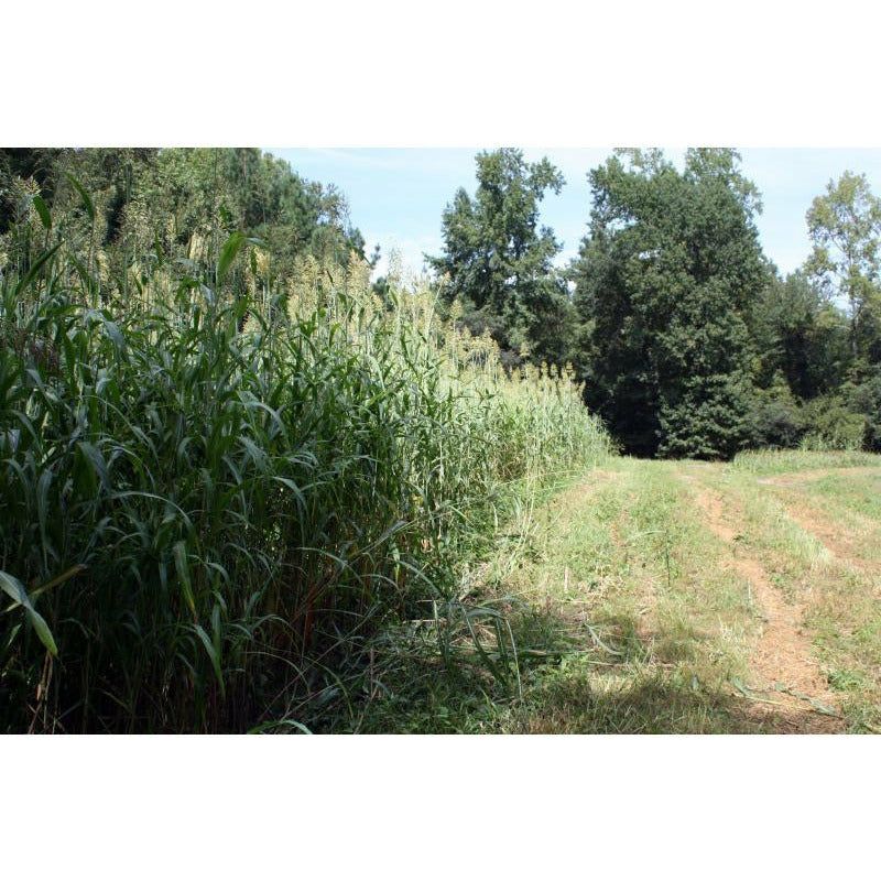 Egyptian Wheat Seed - Image 4