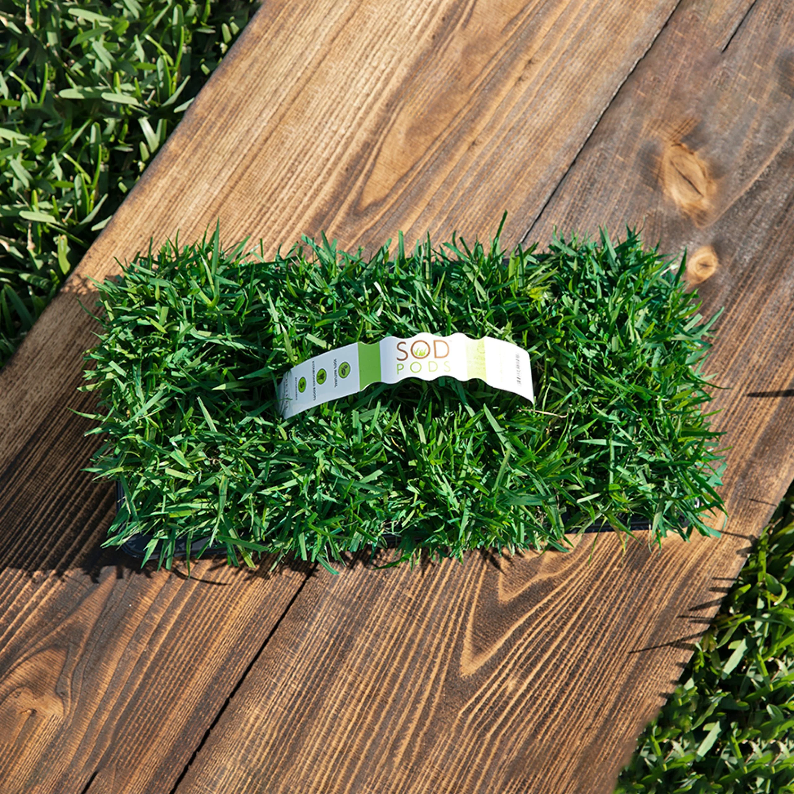 Zoysia Grass Plugs - Image 3