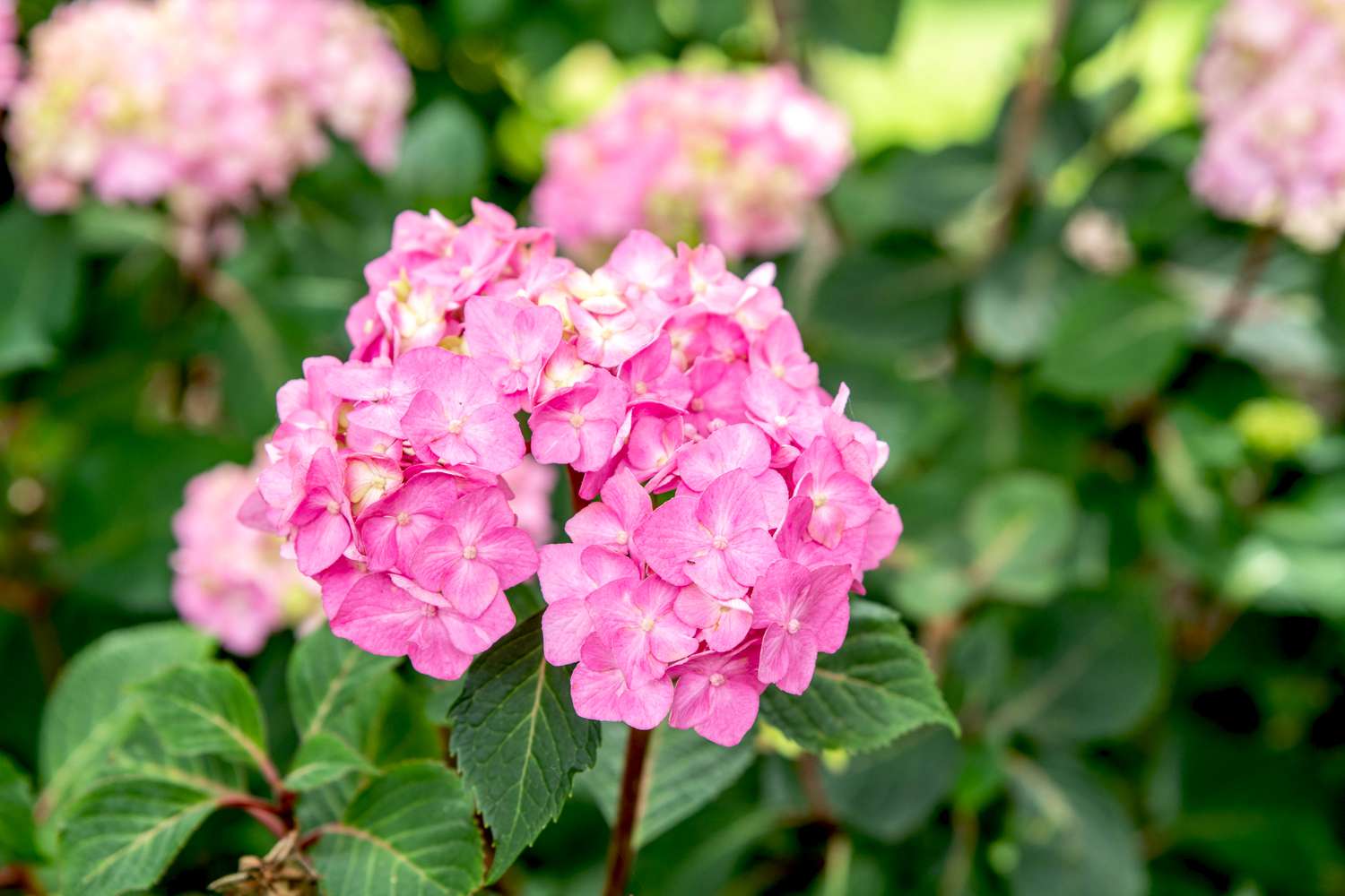 Endless Summer Hydrangea Plant - 2 Gallons - Image 3