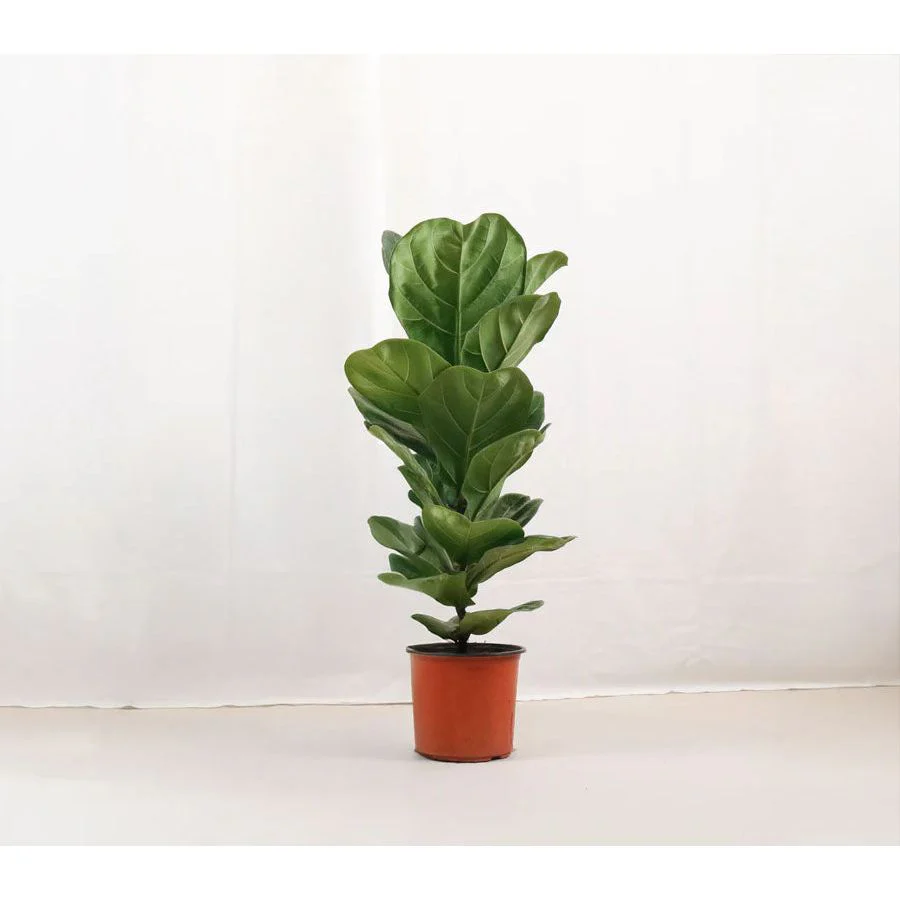 Fiddler Leaf Fig Plant - 2 Gallon