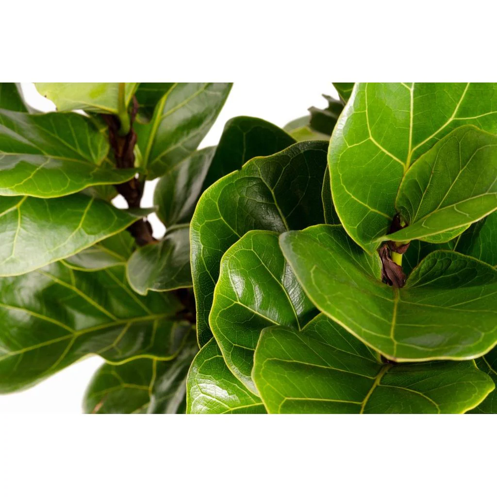 Fiddler Leaf Fig Plant - 2 Gallon - Image 2