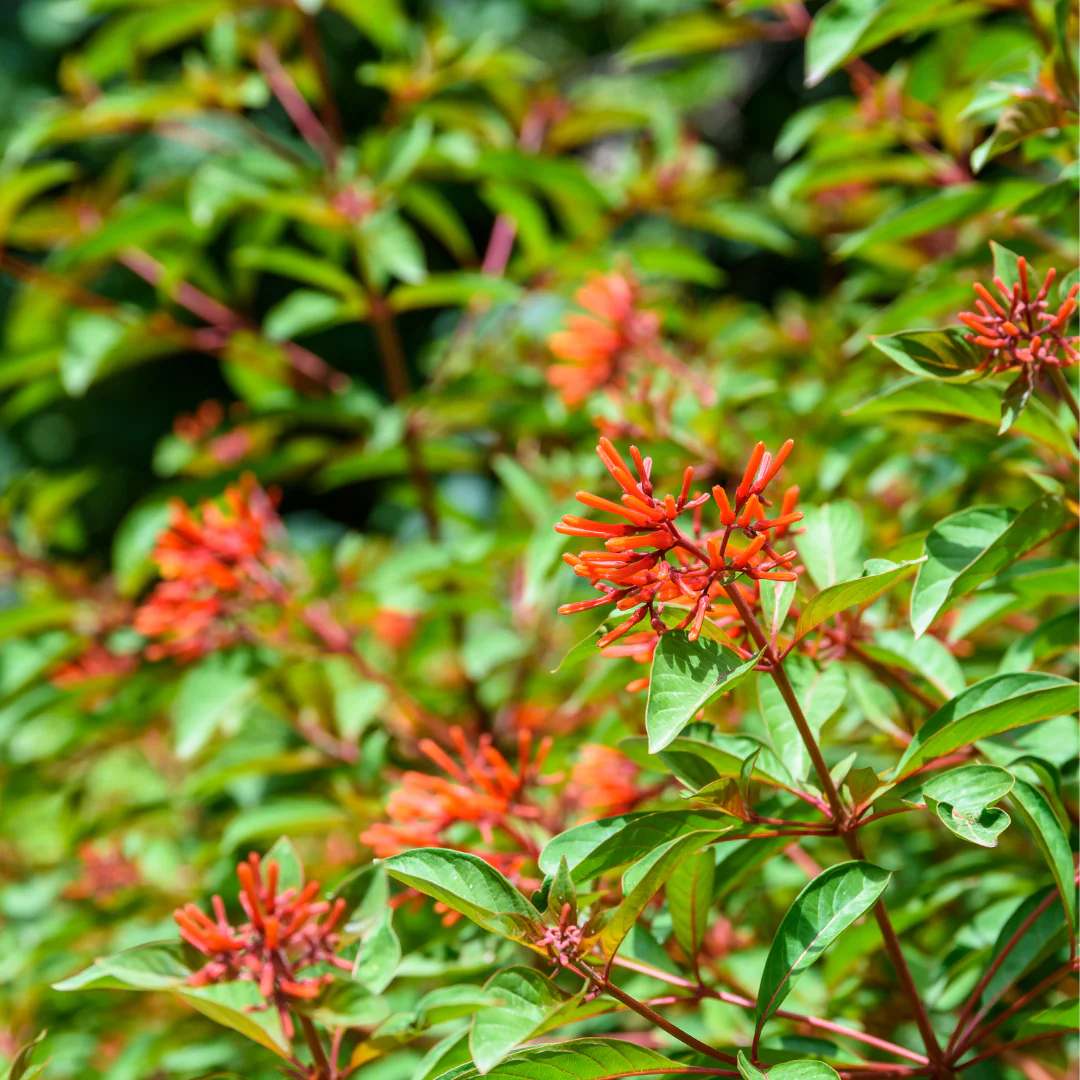 (PREORDER Ships in MARCH 2026) Firebush Plant - 6 inch