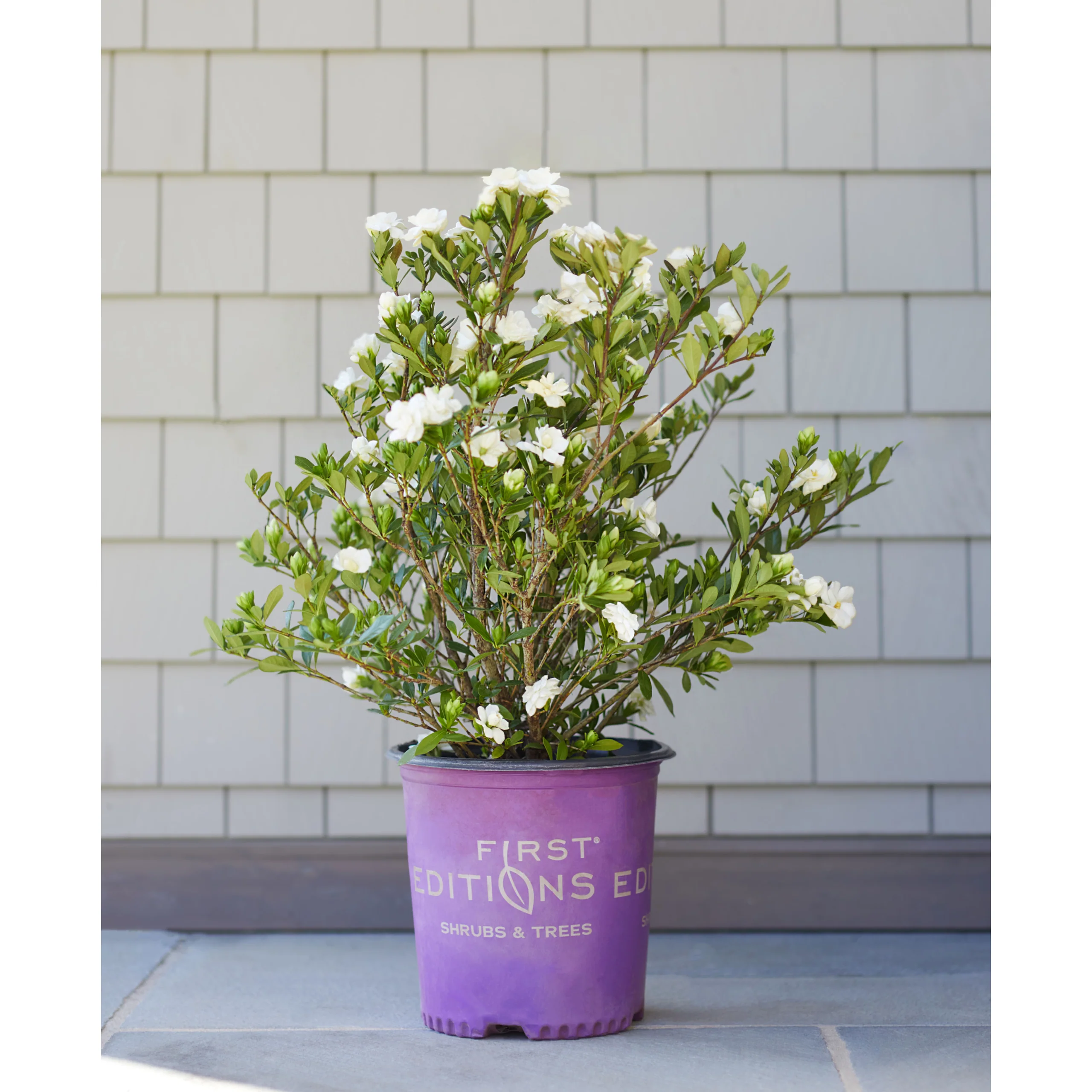 Gardenia First Editions Double Mint Plant - 2 Gallon