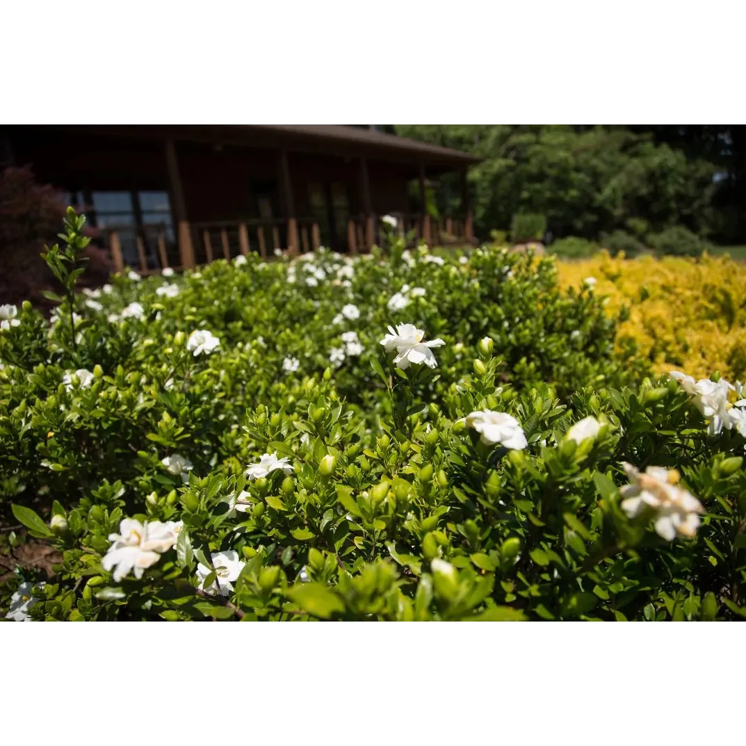 Gardenia First Editions Double Mint Plant - 2 Gallon - Image 2