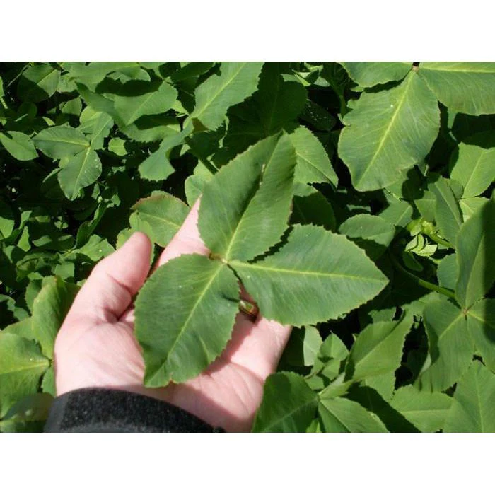 Fixation Balansa Clover Seed Coated & Inoculated - Image 3