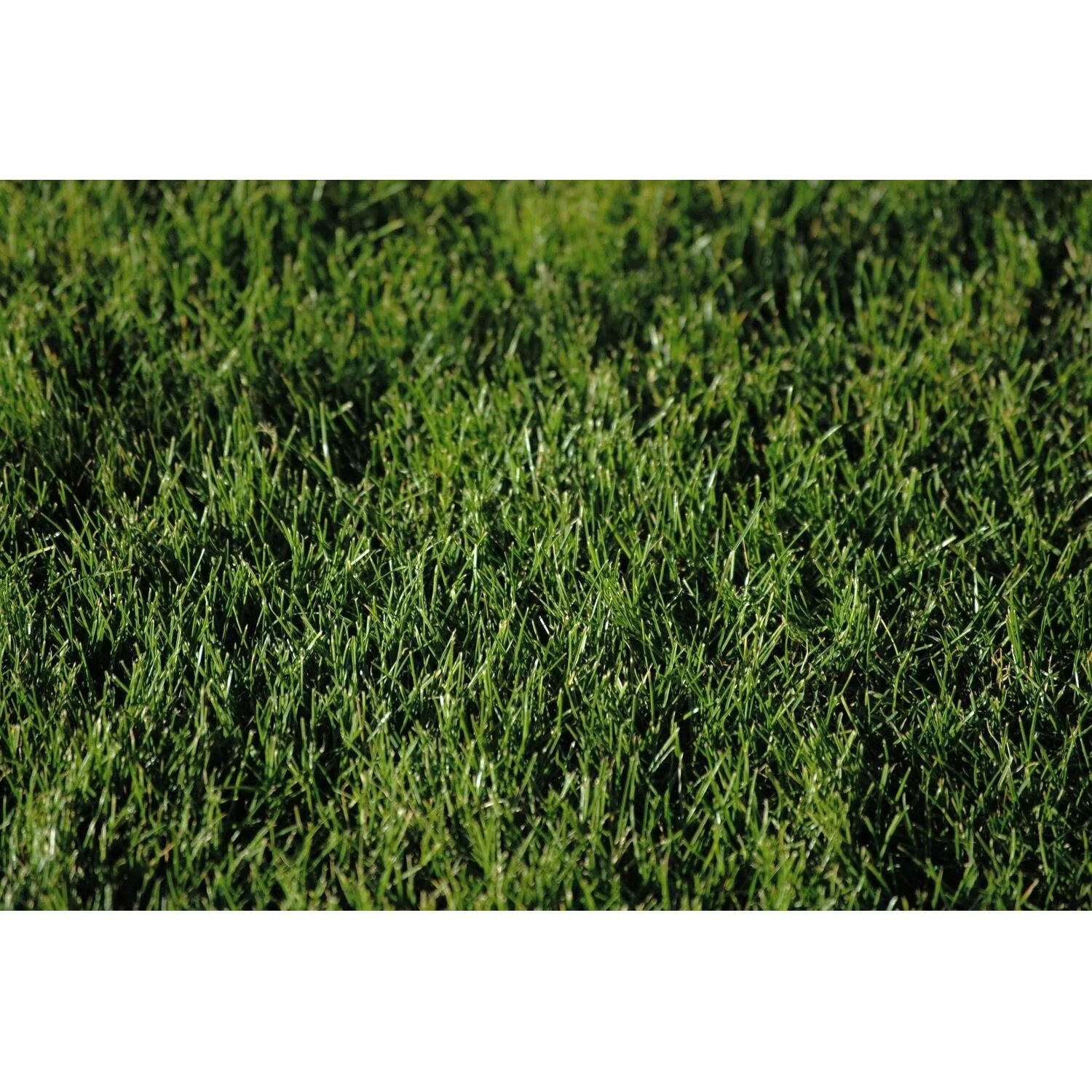 Futura 2000 Perennial Ryegrass Seed Blend