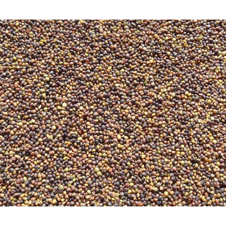 GA-9908 Medium Red Clover Seed