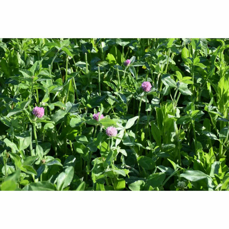GA-9908 Medium Red Clover Seed - Image 2