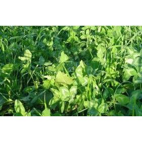 Gallant Red Clover Seed (Discontinued) - Image 2