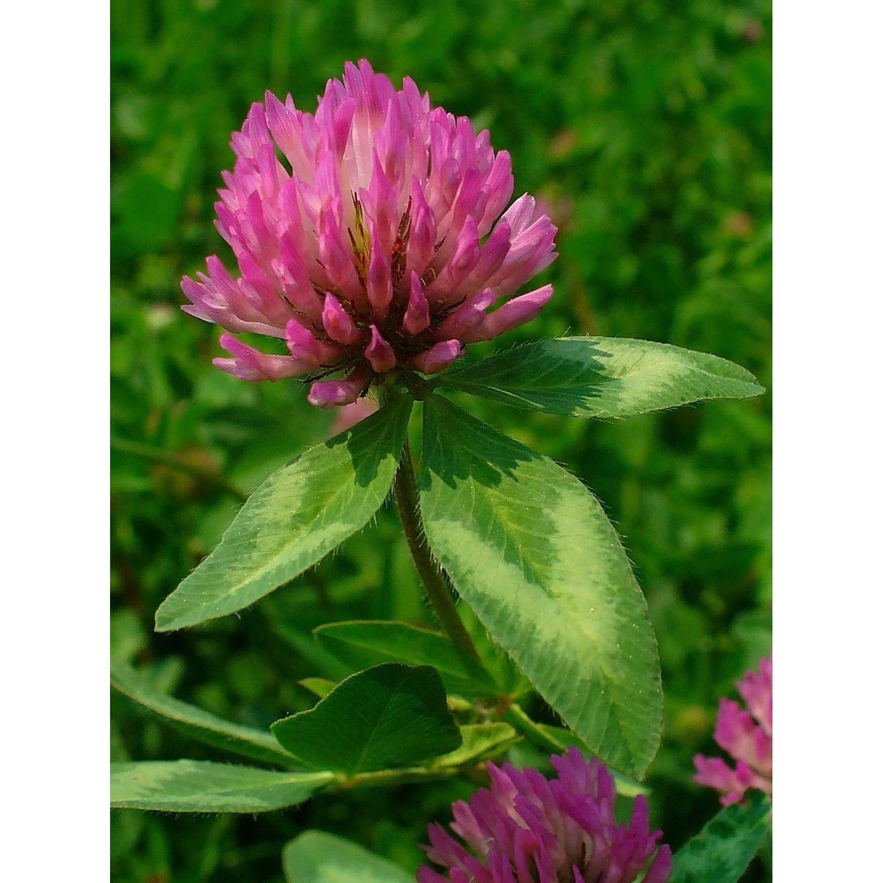 Gallant Red Clover Seed (Discontinued) - Image 3