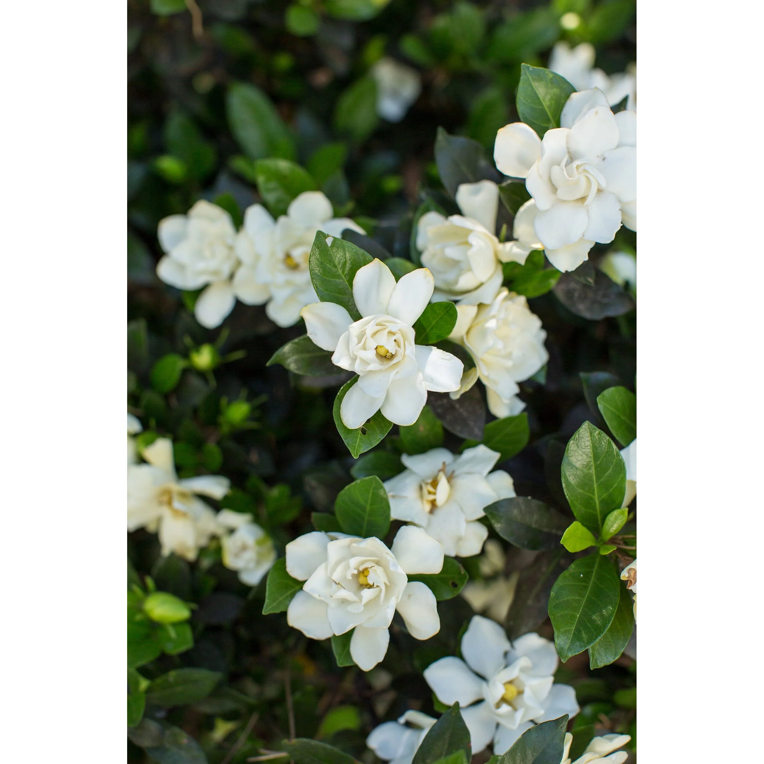 First Editions Sweet Tea Gardenia Plant - 2 Gallon