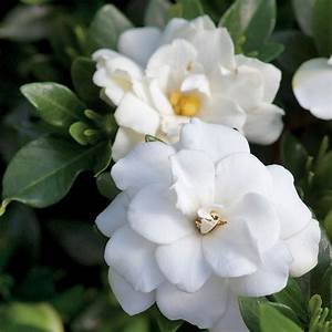 First Editions Sweet Tea Gardenia Plant - 2 Gallon - Image 2