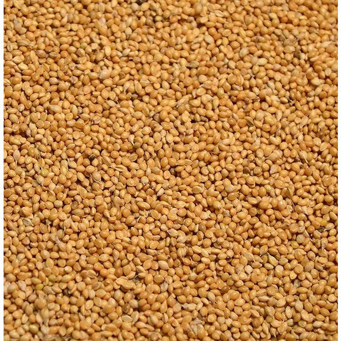 Golden German Foxtail Millet Seed