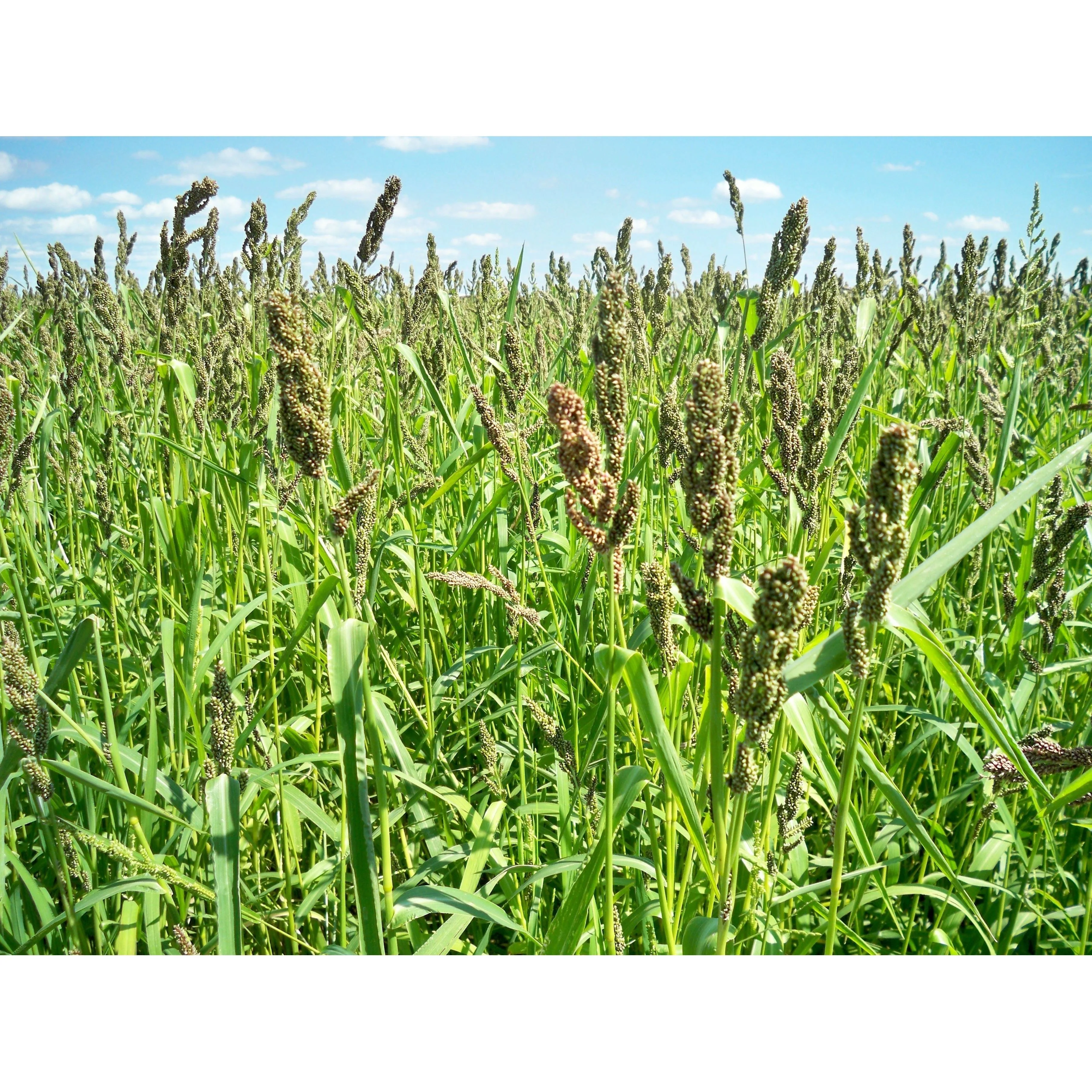 Golden German Foxtail Millet Seed - Image 2