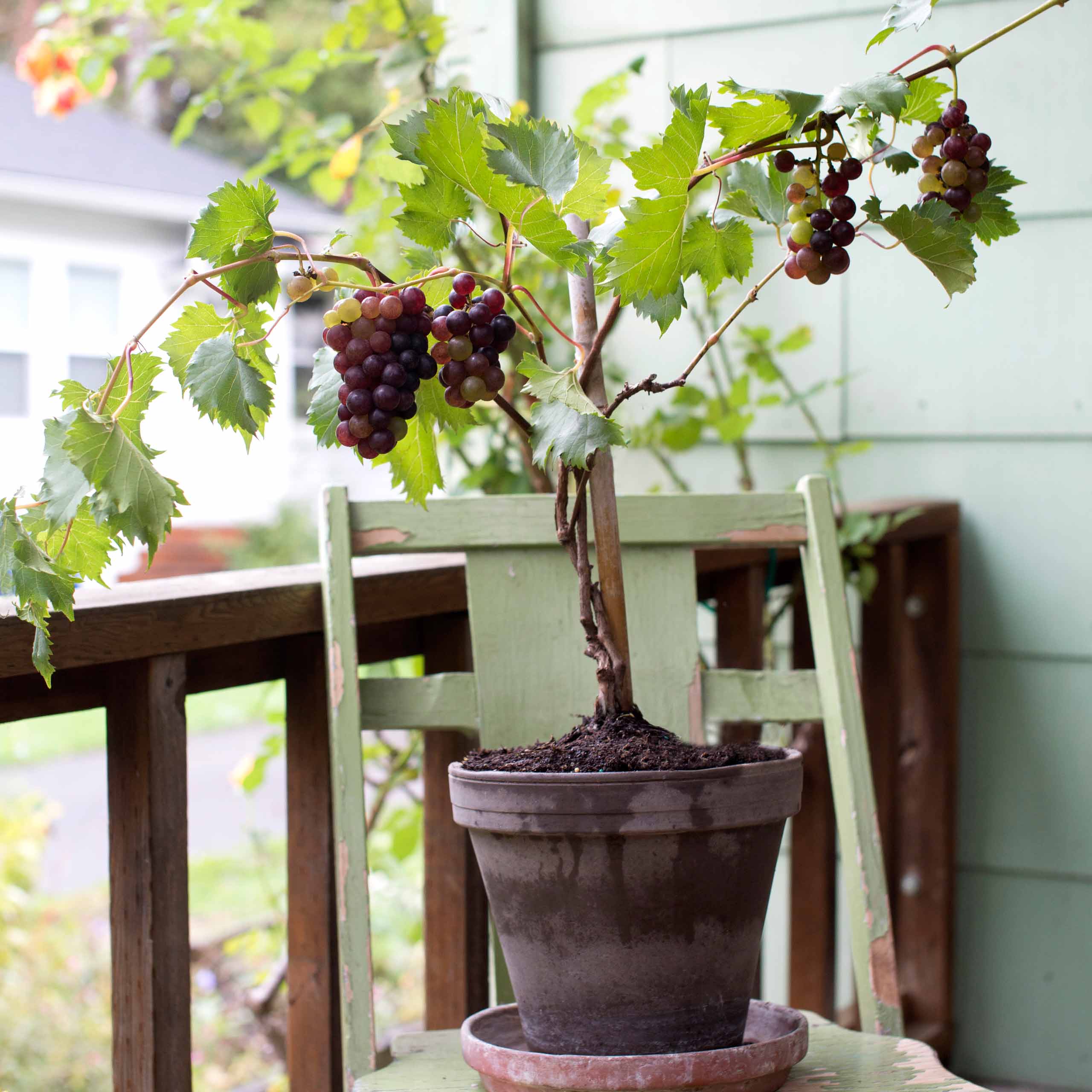 Grape Vine Plant - Non Flowering (Fall Season) - Image 3