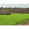 Tecomate Greenfield Deer Food Plot Seed - Image 3