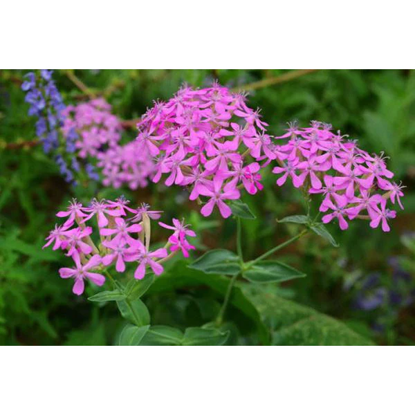 Heirloom Catchfly - Packet