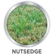 Image All-In-One Lawn Weed Killer Herbicide - 24 Ounce - Image 3