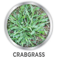 Image All-In-One Lawn Weed Killer Herbicide - 24 Ounce - Image 6