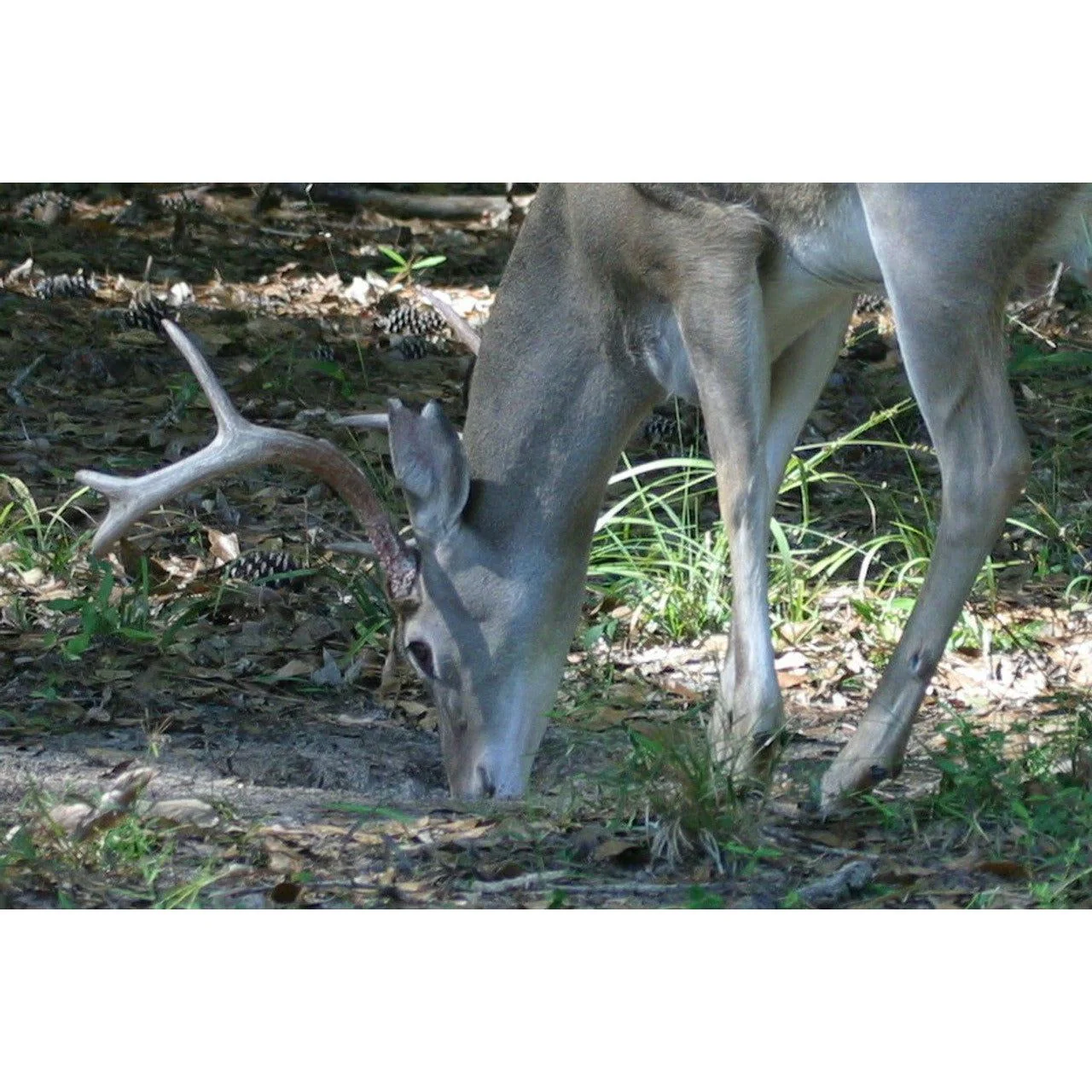Imperial 30-06 Deer Minerals & Vitamin Supplement - Image 3