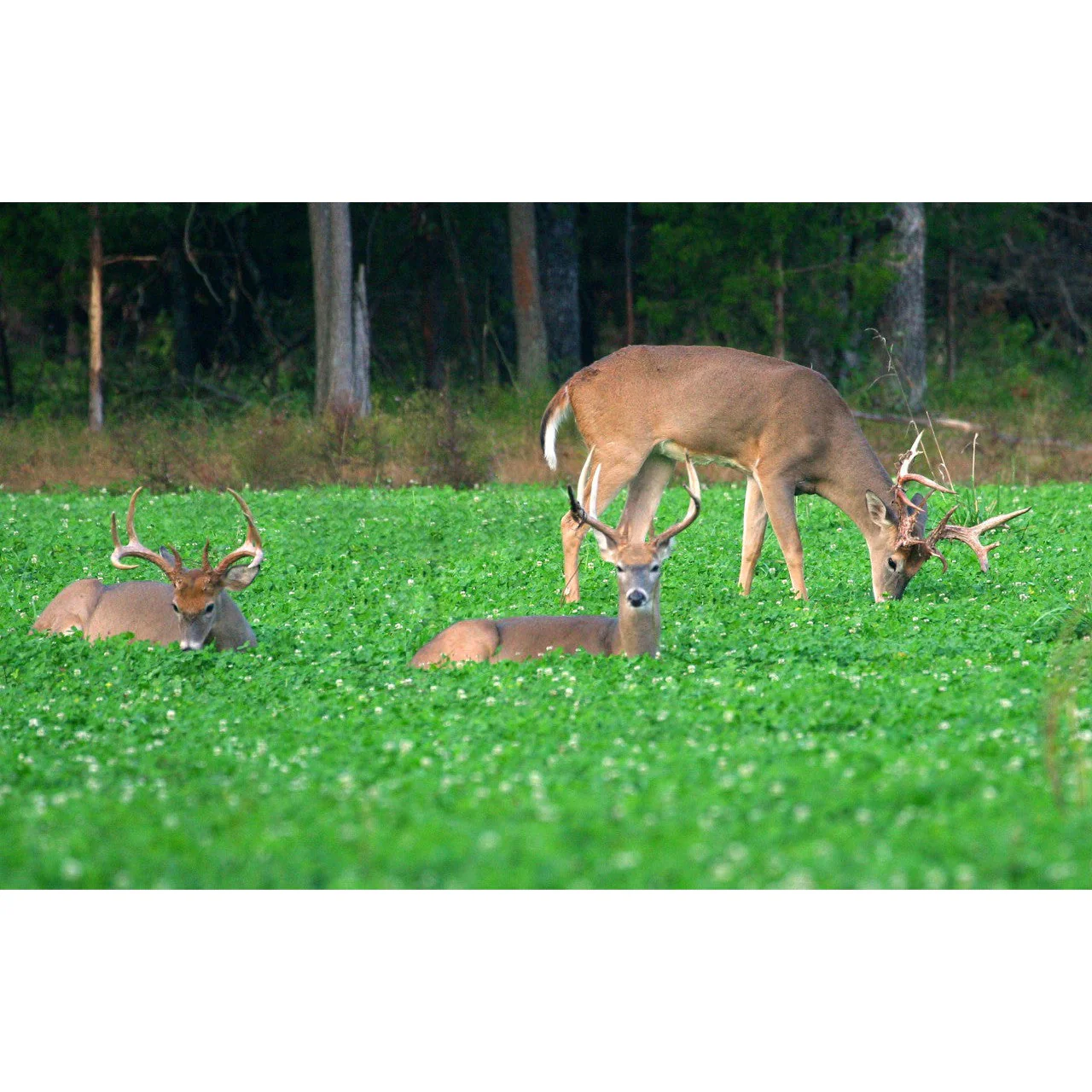 Imperial Whitetail Clover (Perennial) - Image 2