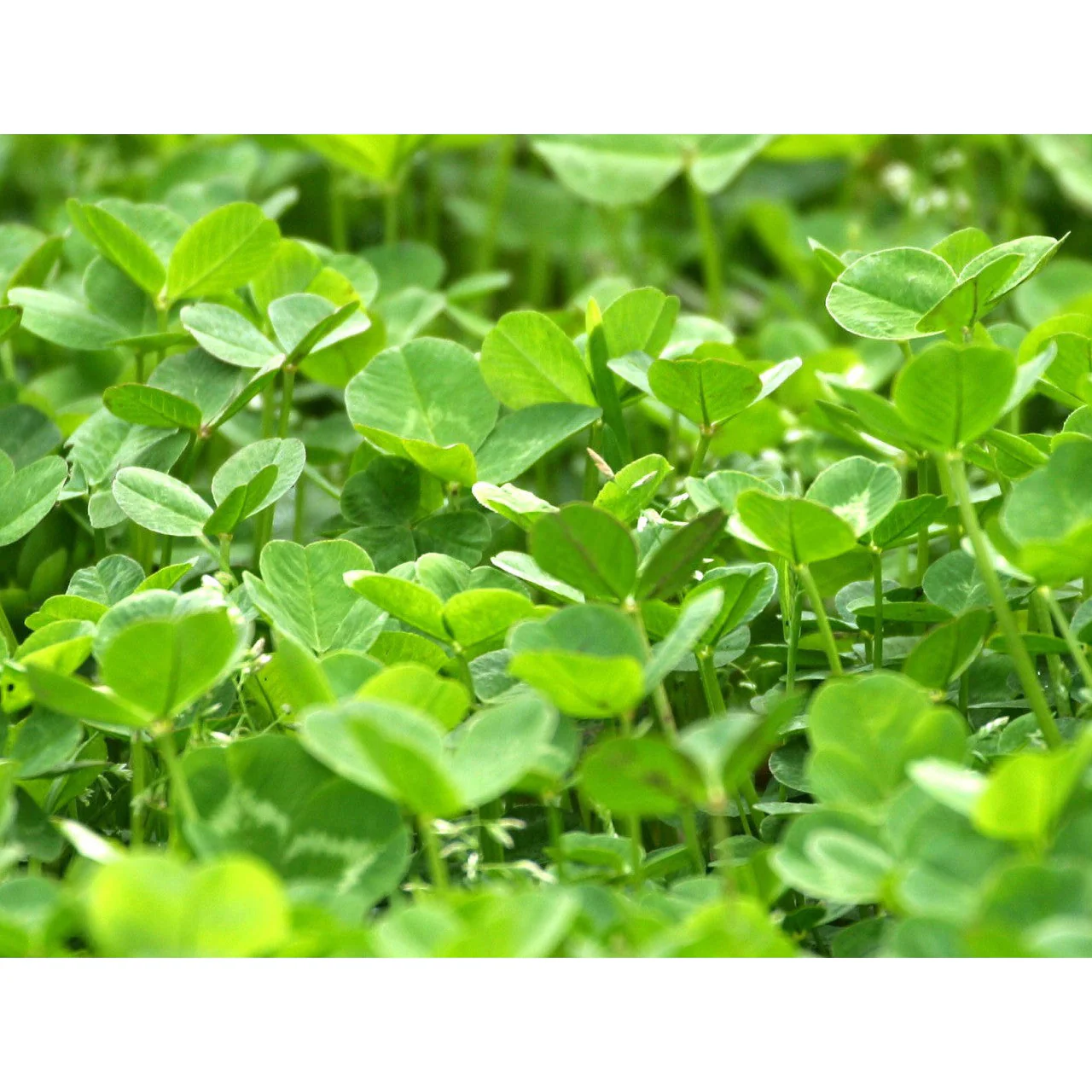 Imperial Whitetail Clover (Perennial) - Image 4