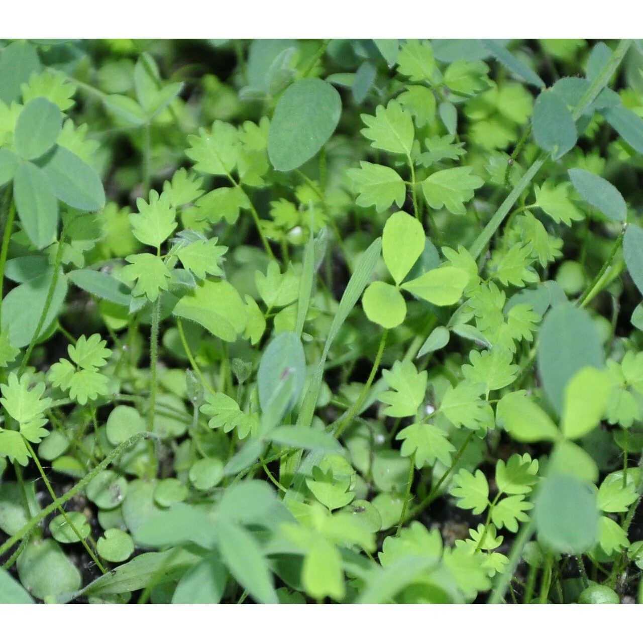 Imperial Edge Food Plot Seed Mix - 6.5 Lbs. (0.25 acre) - Image 2