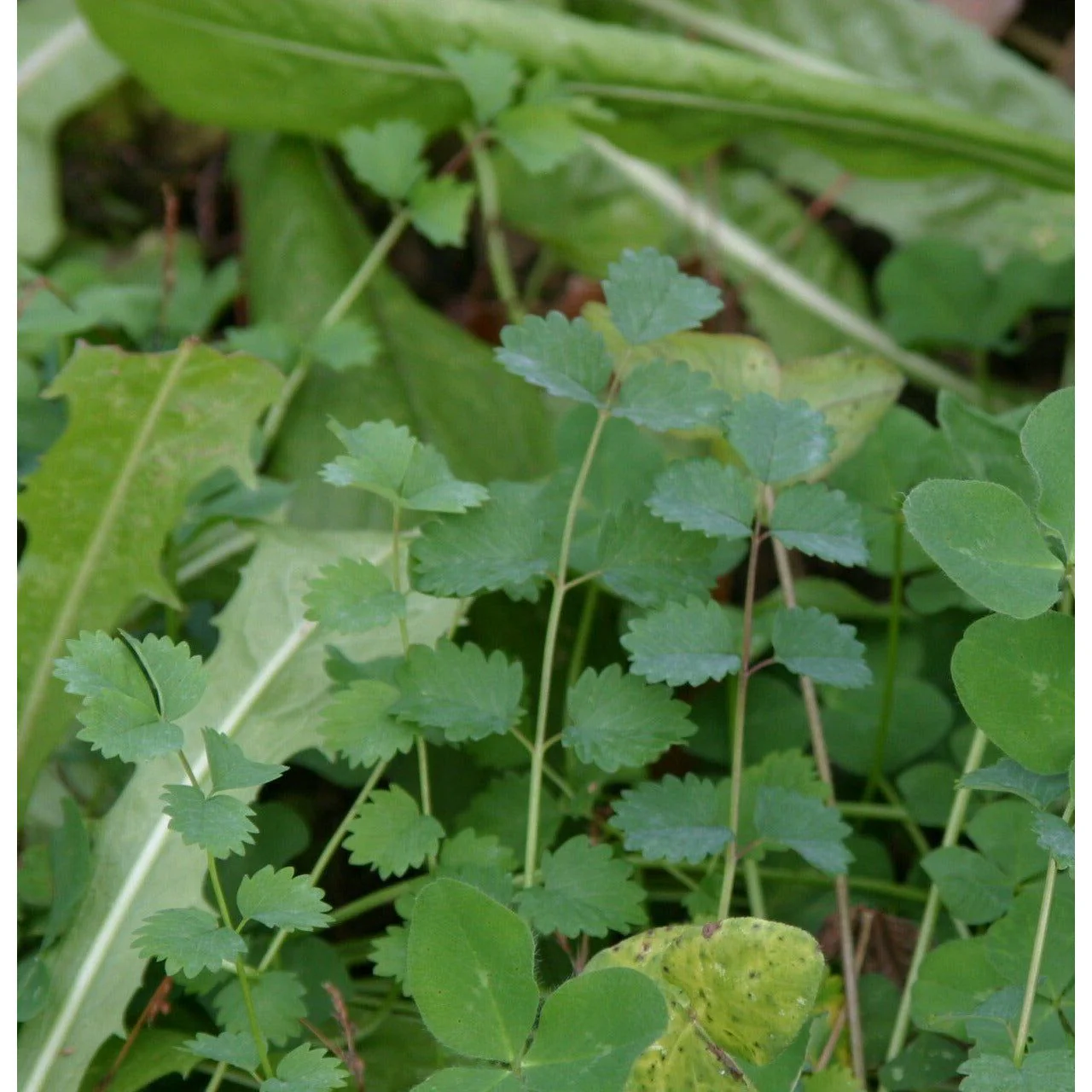Imperial Extreme Perennial Chicory Food Plot Seed Mix - Image 3